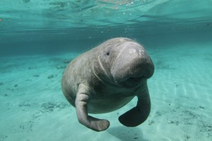 Crystal River Manatee Tours Snorkeling Swimming with Manatees