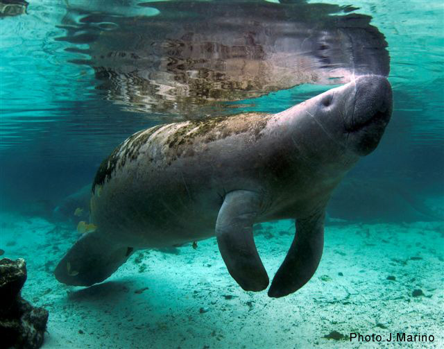 Manatees and Rainbow River by SCUBA or Snorkel 2023 - Crystal River
